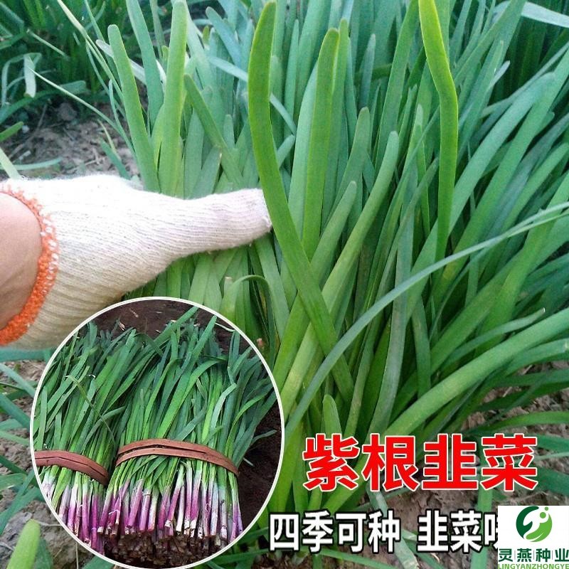 紫根韭菜种子四季种籽子根红宽叶根苗蔬菜阳台家种韭菜大叶籽大全
