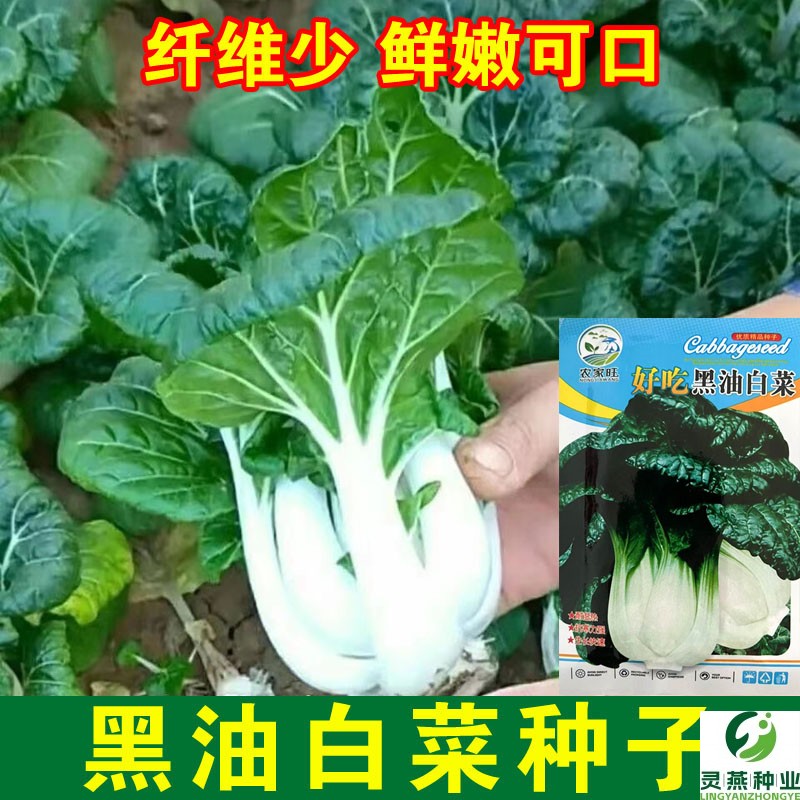 黑油小白菜种子 阳台易种室内庭院盆栽高产 蔬菜原厂包装菜籽