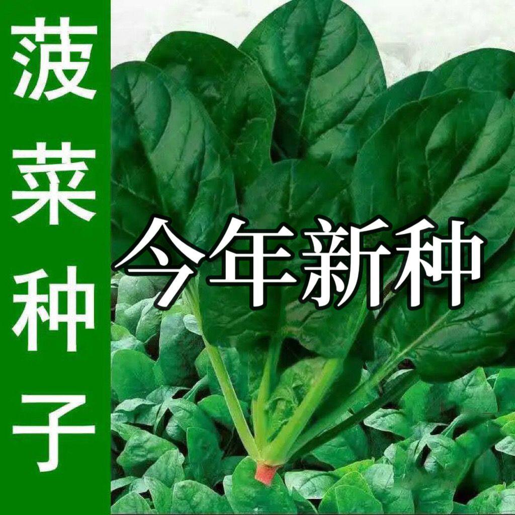 大叶菠菜种子四季蔬菜秋冬籽种阳台种籽耐热菜种盆栽波菜孑菜籽子