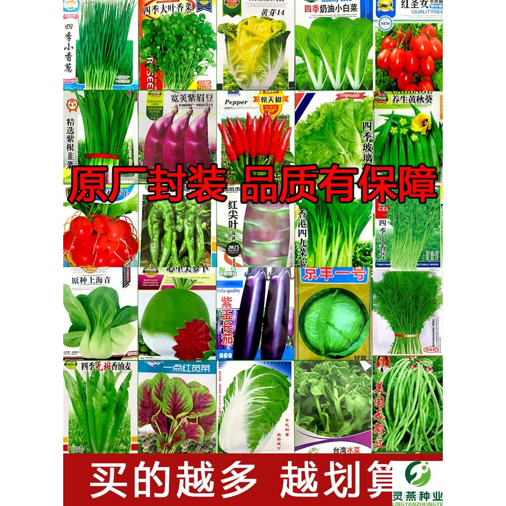 蔬菜种子大全四季青菜种孑家庭易种盆栽葱香菜生菜辣椒豆角番茄籽