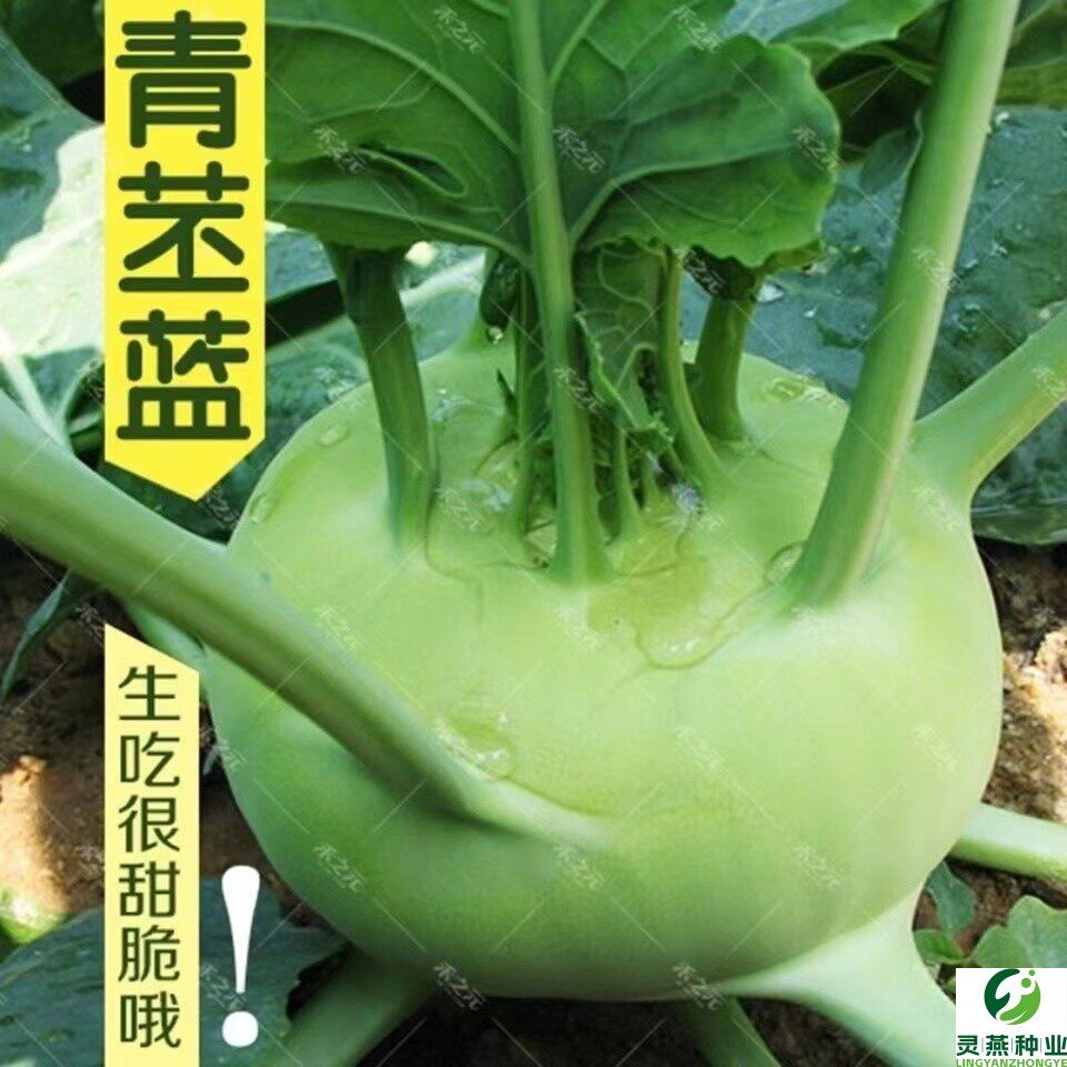 青苤蓝种子水果紫苤兰种籽蔬菜籽春秋四季播高产甜脆菜籽种孑盆栽