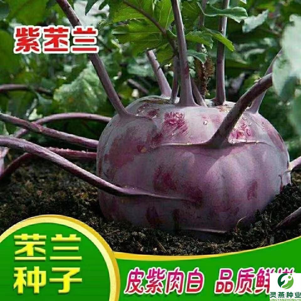 水果苤蓝种子紫苤兰球茎苤菜天津青苤蓝大头菜薄皮生吃脆嫩芥兰头
