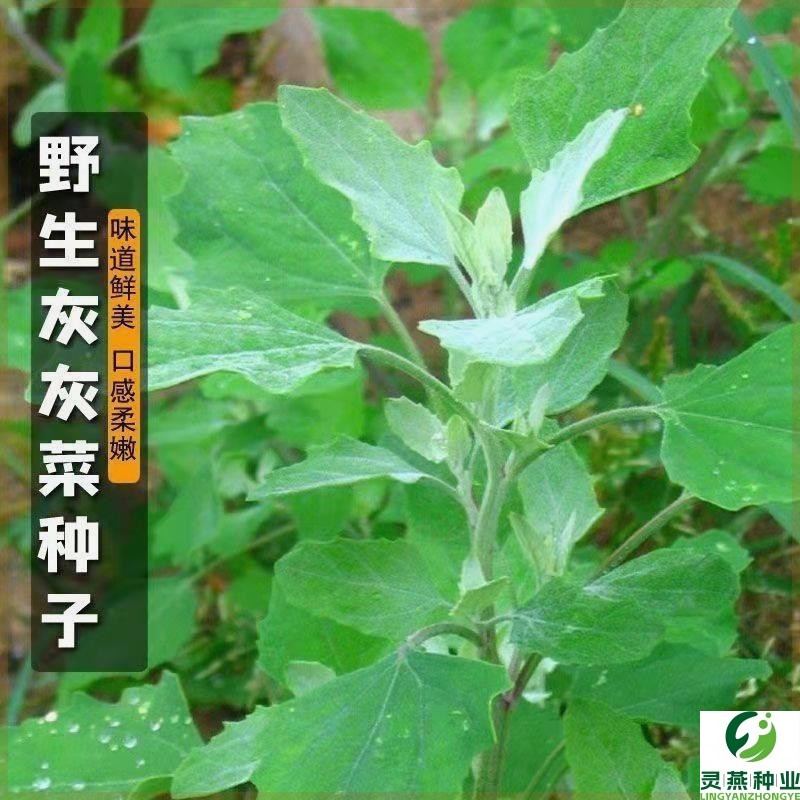 野生灰灰菜种籽养生菜野菜四季播蔬菜种子阳台盆栽庭院养生菜种子