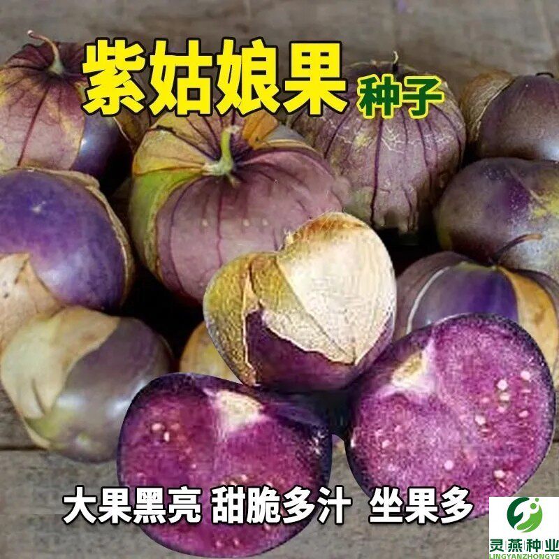 紫姑娘种子东北大鼻子大紫姑娘籽紫姑娘果观果水果大紫桃紫酸浆果