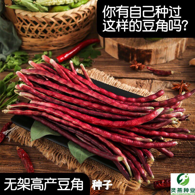 高产四季红豇豆角农家无筋豆豆架长豆角蔬菜种子种籽无丝豆扁豆孑