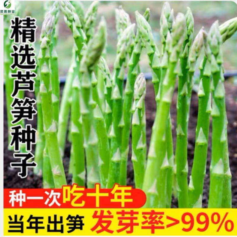 芦笋种子四季种植蔬菜之王进口绿芦笋种籽抗热耐寒高营养蔬菜种子
