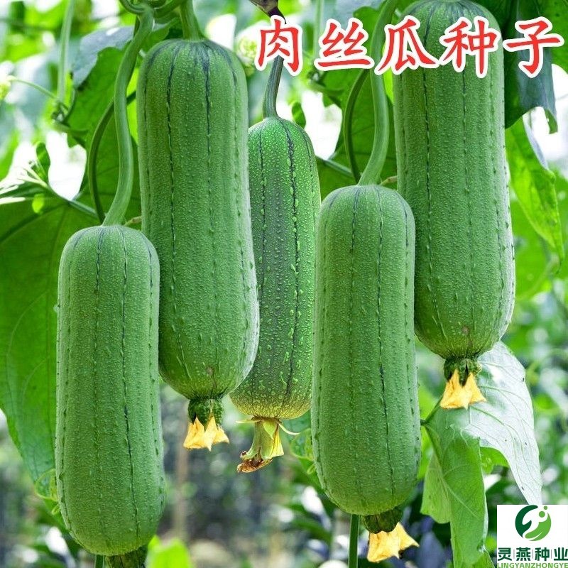 香嫩肉丝瓜种子肉嫩老品种甜嫩高产庭院盆栽家庭四季种植丝瓜种子
