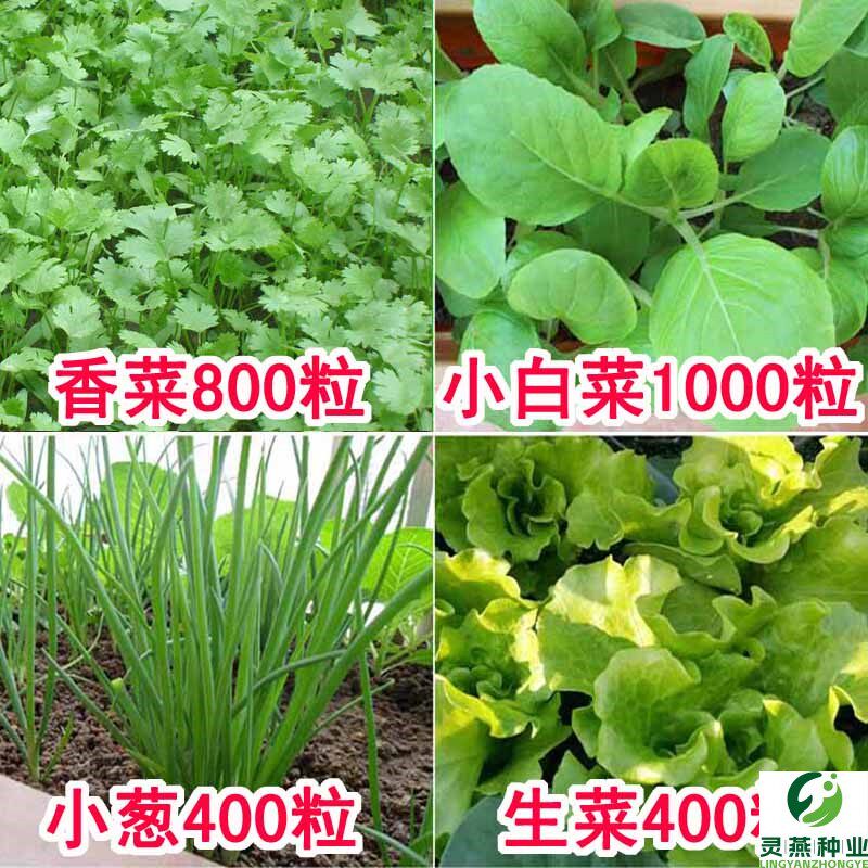四季播蔬菜种子套餐(小葱香菜小白菜生菜)阳台种菜