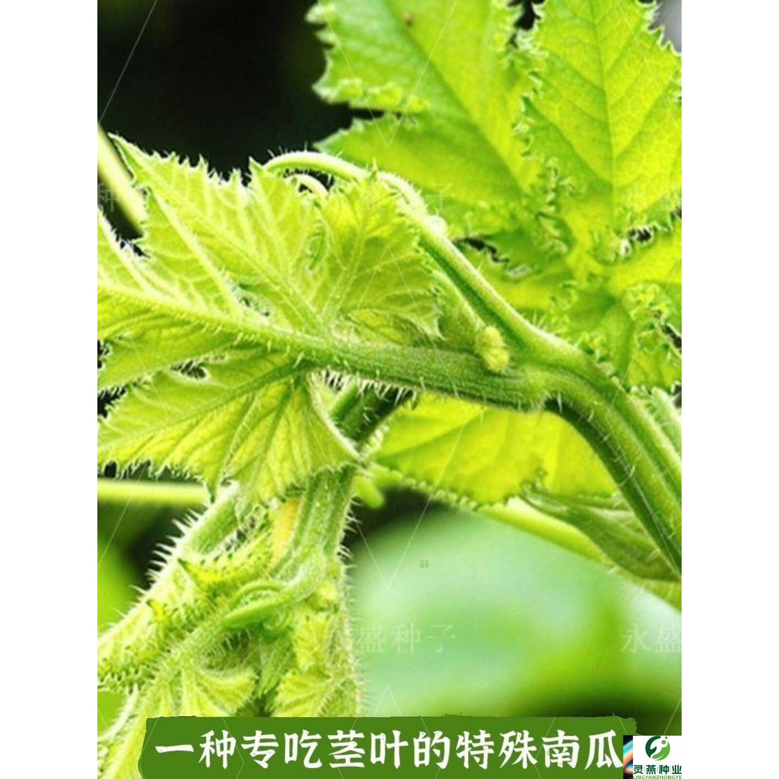 专吃南瓜藤种子 春季播种南瓜蔬菜种子专吃南瓜藤茎嫩叶瓜果种子