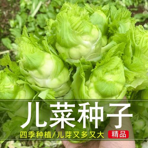【今年新种】儿菜种子四季播娃娃菜抱子芥菜秋季蔬菜种子早熟易种