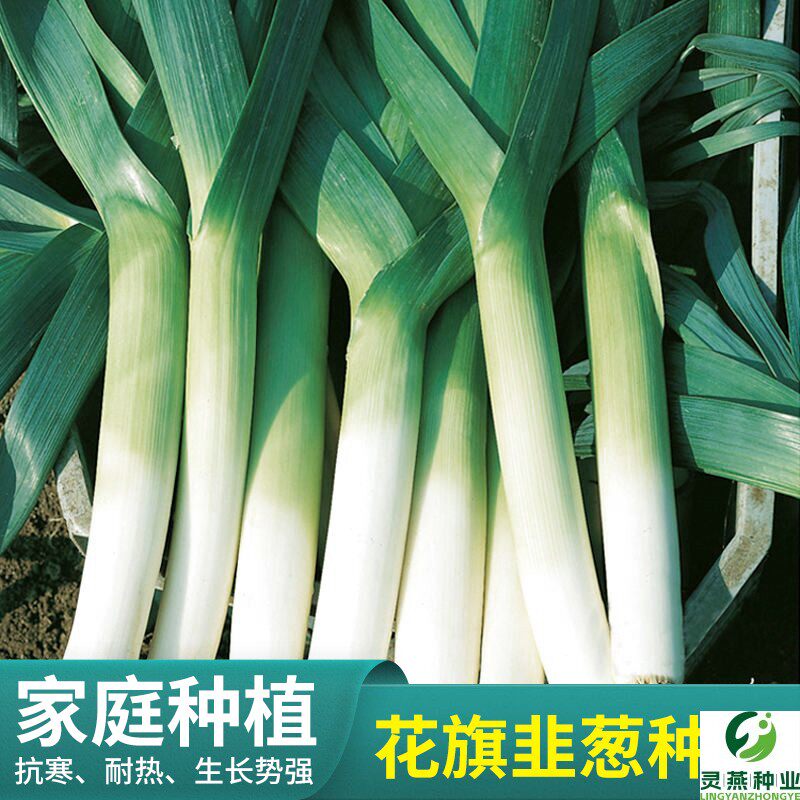 大葱种子原装农家蔬菜籽美国花旗韭葱种子小香葱易种洋蒜苗种籽