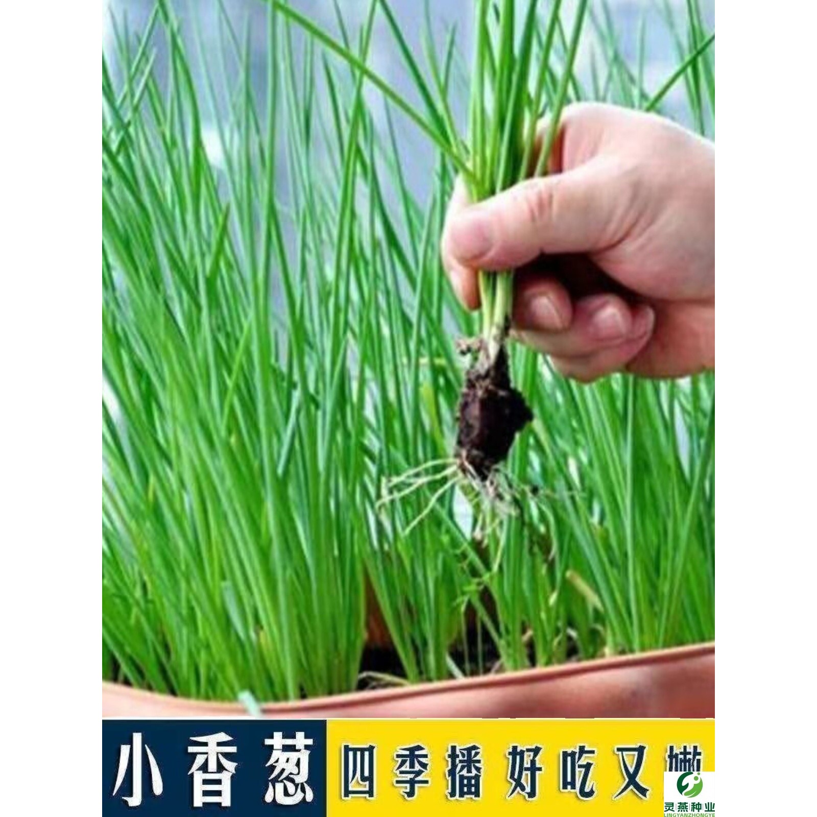小香葱籽种子四季易种小葱种子阳台室内盆栽葱种子家庭菜种子