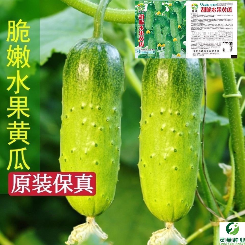 甜脆水果黄瓜种子摘不败节节瓜地栽阳台盆栽高产春秋播种蔬菜种子
