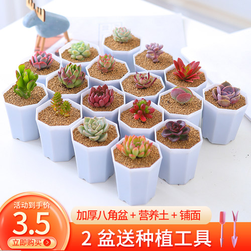 小盆栽植物迷你质量怎么样 小盆栽植物迷你口碑怎么样 小麦优选