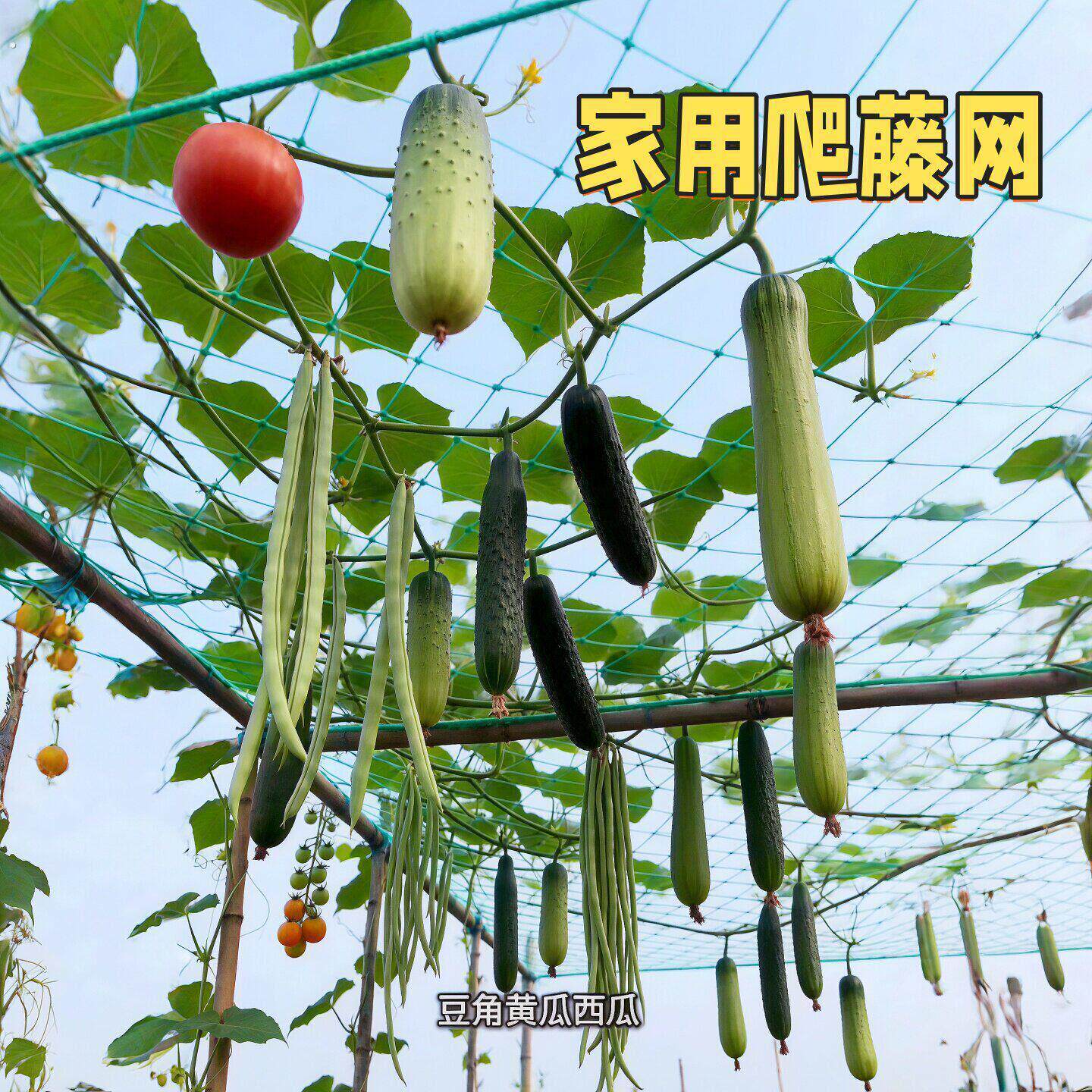 爬藤网植物攀爬网丝瓜黄瓜豆角瓜果百香果月季种植网农用攀爬网子