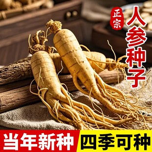 人参种子长白山正品东北野山参中草药材盆栽南北方室外阳台庭院