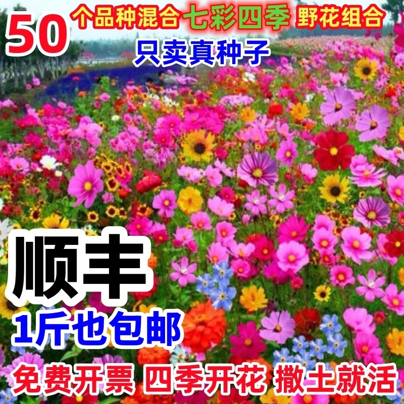 花种籽子大全野花组合四季播种!