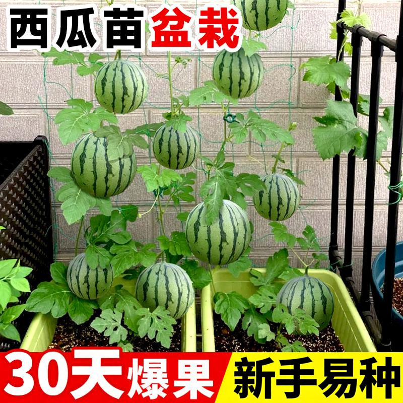 嫁接西瓜苗秧盆栽大全麒麟无籽8424南方阳台特大号水果蔬菜苗秧苗