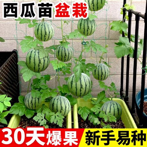【正宗8424麒麟】嫁接西瓜苗