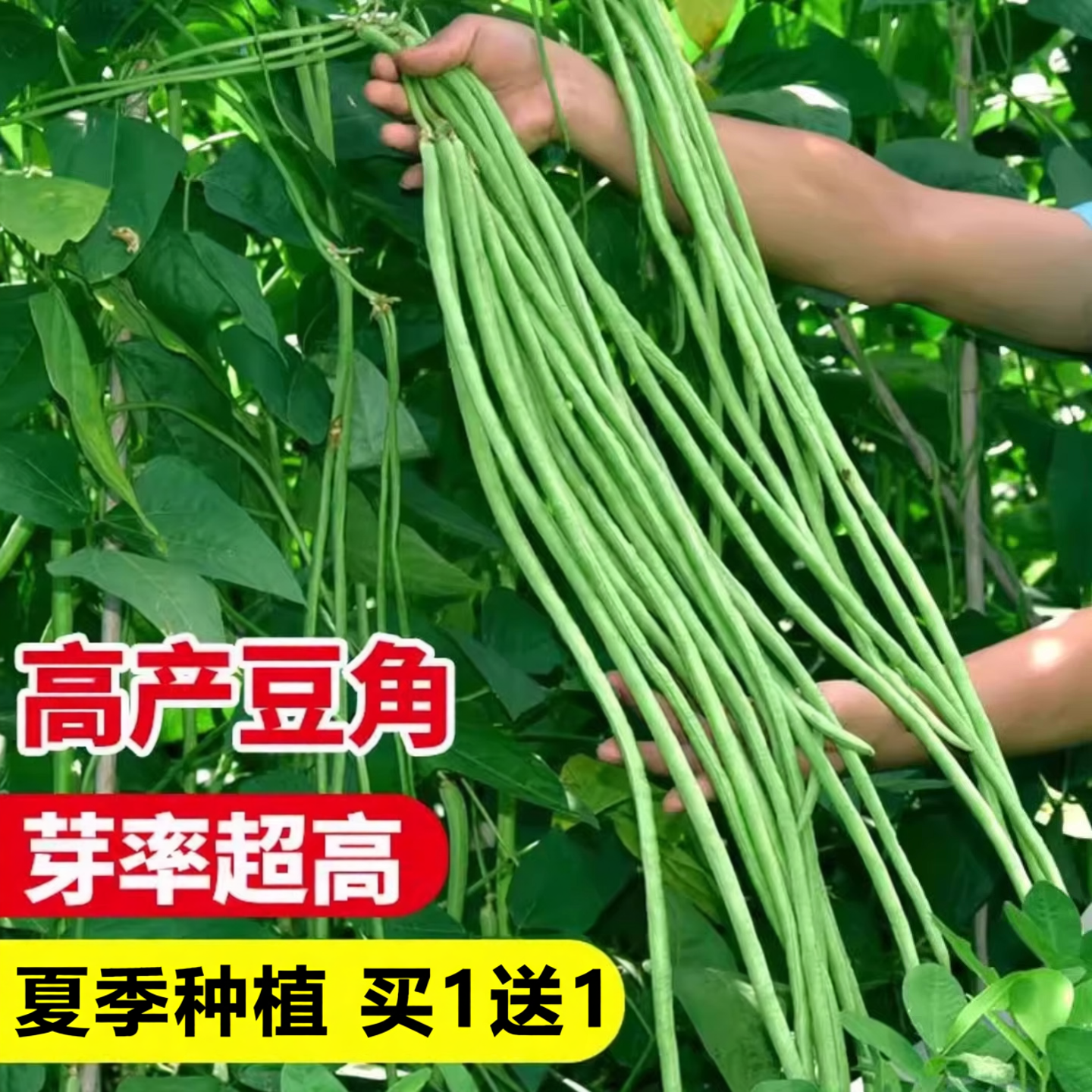 长豆角种籽大全豇豆种子无架豆四季豆种孑夏季高产蔬菜籽种豆角种