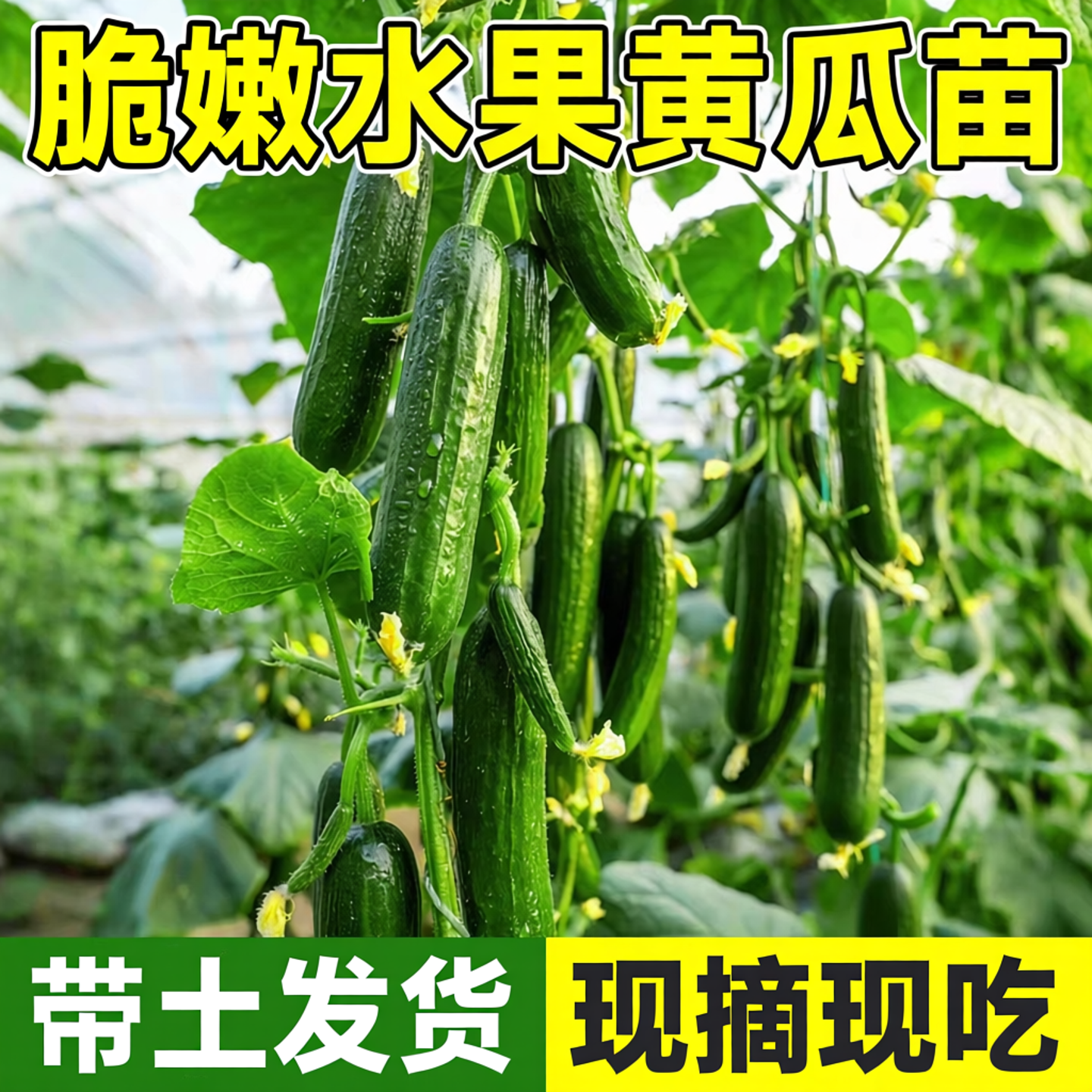 水果黄瓜苗秧苗蔬菜苗阳台盆栽玉女黄瓜荷兰小青瓜老品种高四季产