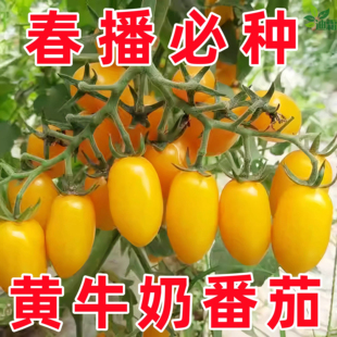 黄牛奶番茄种子千禧圣女果樱桃小蕃茄种籽阳台庭院盆栽西红柿秧苗