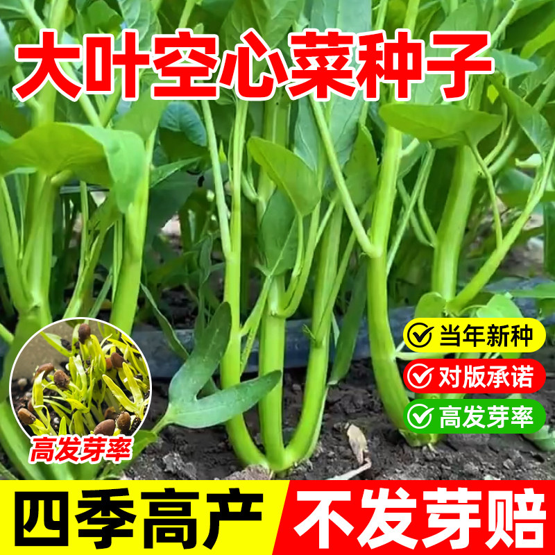 正宗高产柳叶通心菜种子三叉空心菜种籽四季阳台蔬菜种子盆栽菜园