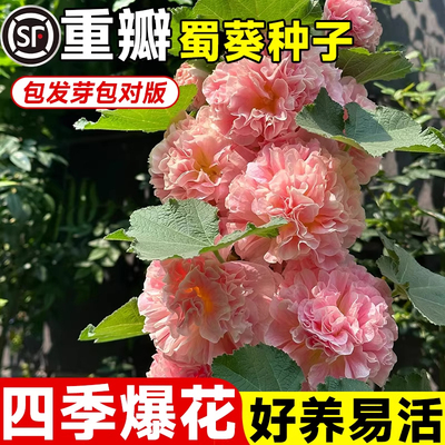 【开花爆满】重瓣蜀葵花种子