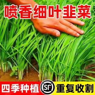 四季韭菜种子老品种小细叶韭菜籽本地紫根红根韭菜耐热耐寒四季播
