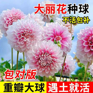 大丽花种球根巨型重瓣大丽菊花多年生庭院阳台盆栽花卉植物花种子