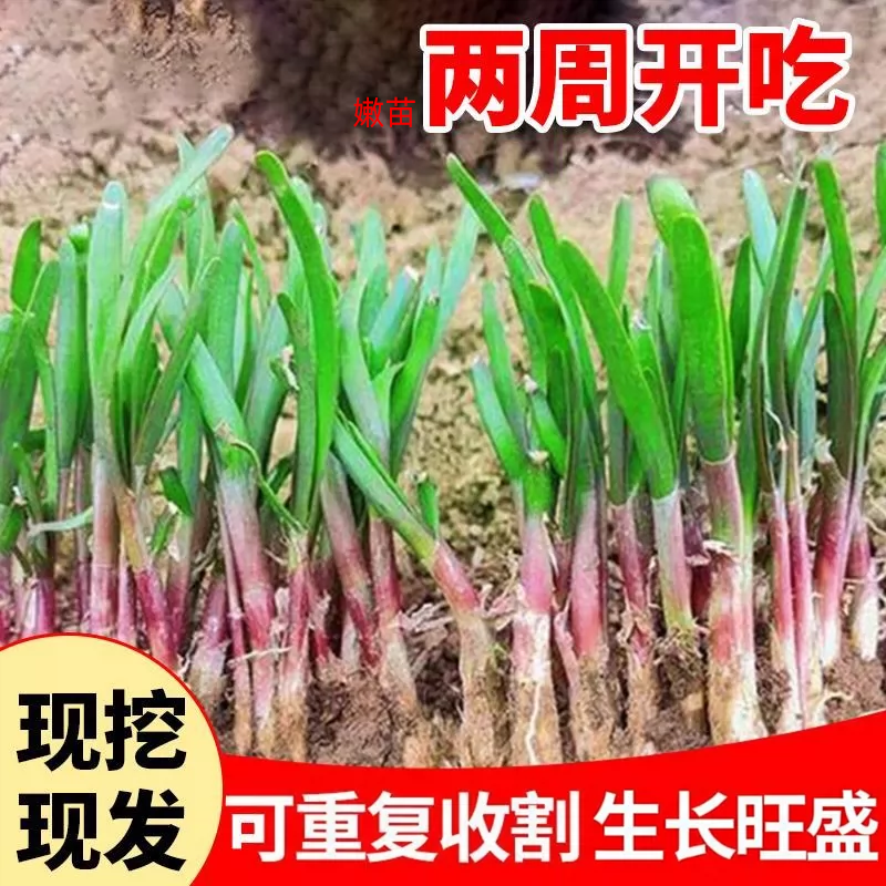 四韭菜根苗紫根红根大叶宽叶带土季农家韭菜根老品种韭菜种籽种子