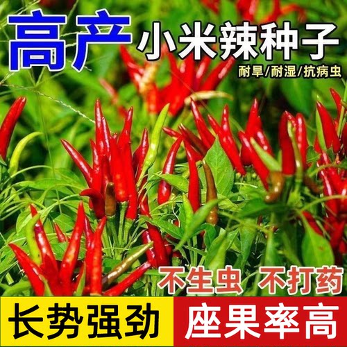 【四季可种】高产小米椒辣椒种子