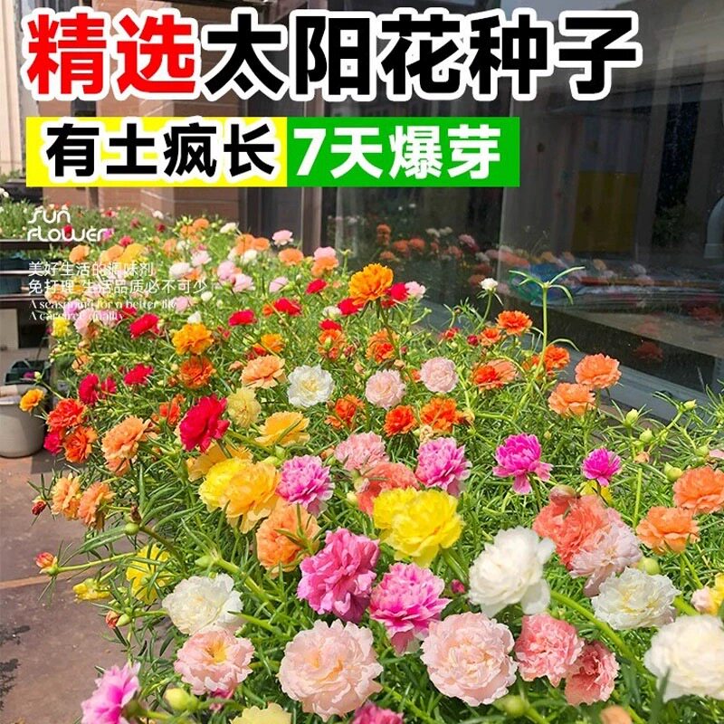 重瓣太阳花种籽花卉种籽室内外阳台观花植物花籽四季播种开花易活