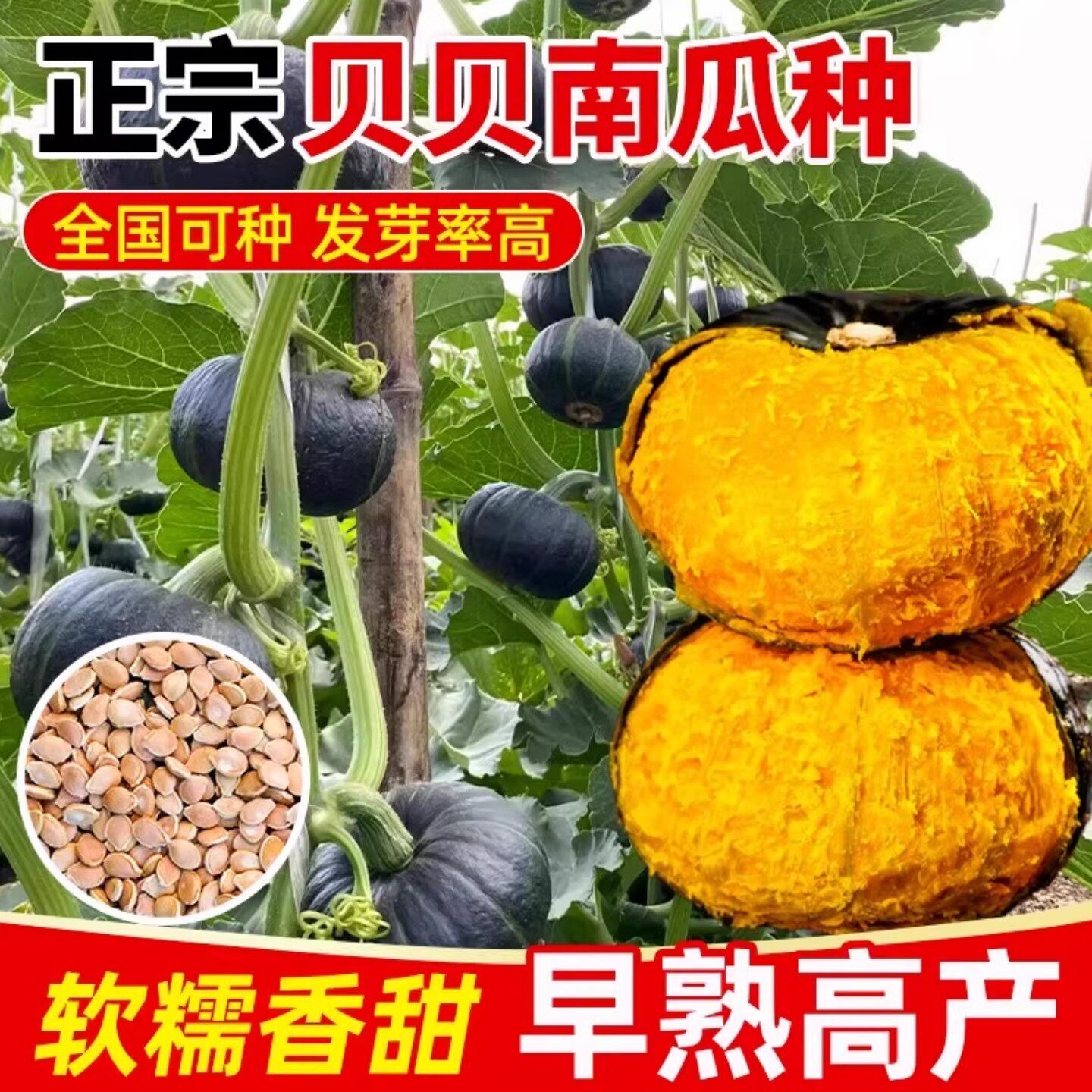 绿贝贝南瓜种籽苗正宗板栗味小南瓜种孑蜜本菜苗高产蔬菜种子大全