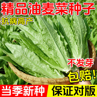 油麦菜籽种子四季新鲜大叶上海青菜种大全白菜阳台速生油麦菜种孑