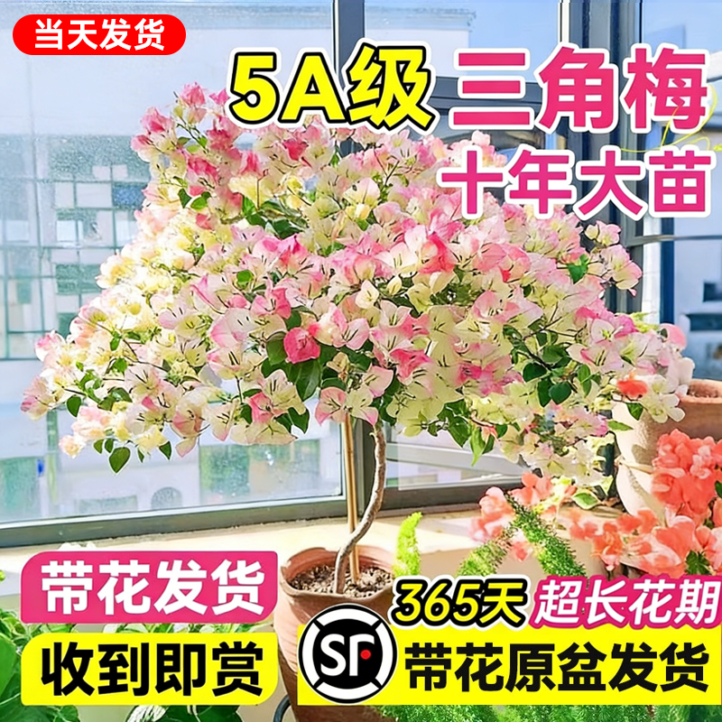 重瓣绿樱三角梅老桩盆栽四季带花苞发货特大号漳红樱耐寒冻开花卉,鲜花速递/花卉仿真/绿植园艺,种苗/半成品盆栽,淘宝优惠券,粉丝福利购,淘宝优惠卷