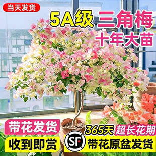 重瓣绿樱三角梅老桩盆栽四季带花苞发货特大号漳红樱耐寒冻开花卉