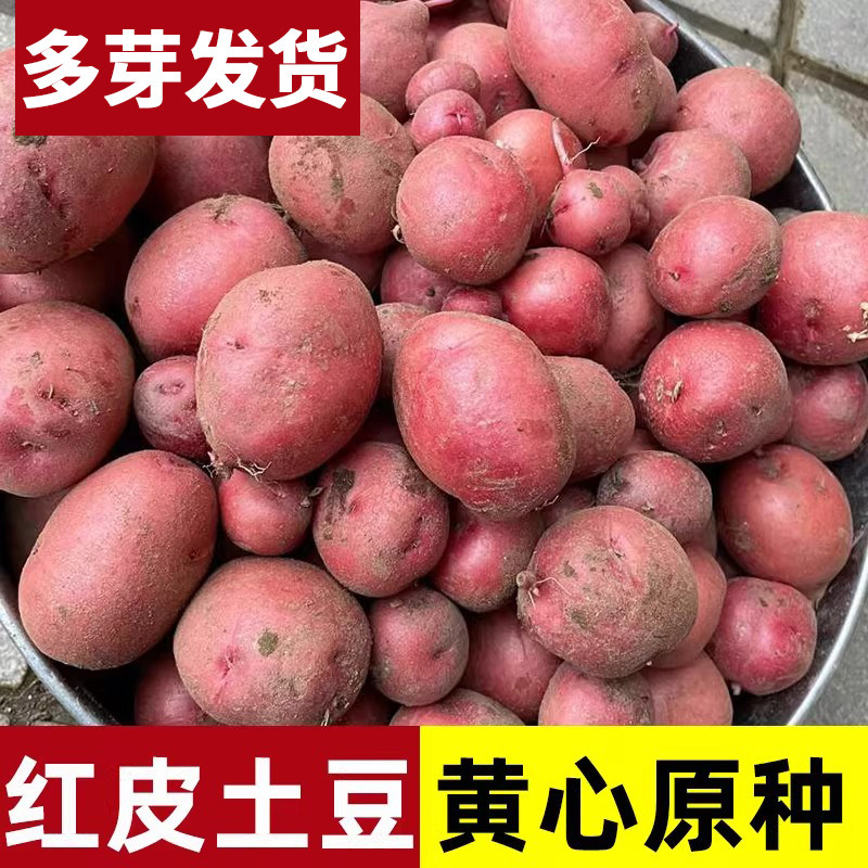 高产红皮土豆种带芽原种孑种子马铃薯种黄心地瓜特大发芽春季种籽