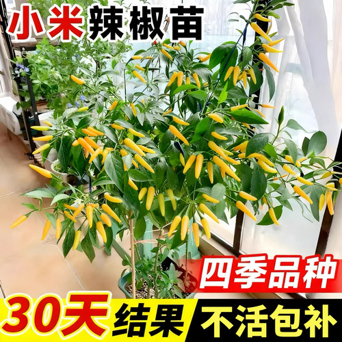 【四季可种】高产黄小米辣椒秧苗