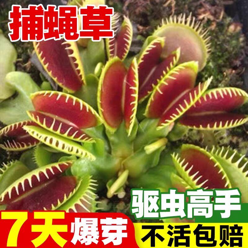 捕蝇草种子猪笼草种子捕苍蝇盆栽食蝇草籽驱虫草捕虫植物草籽食虫