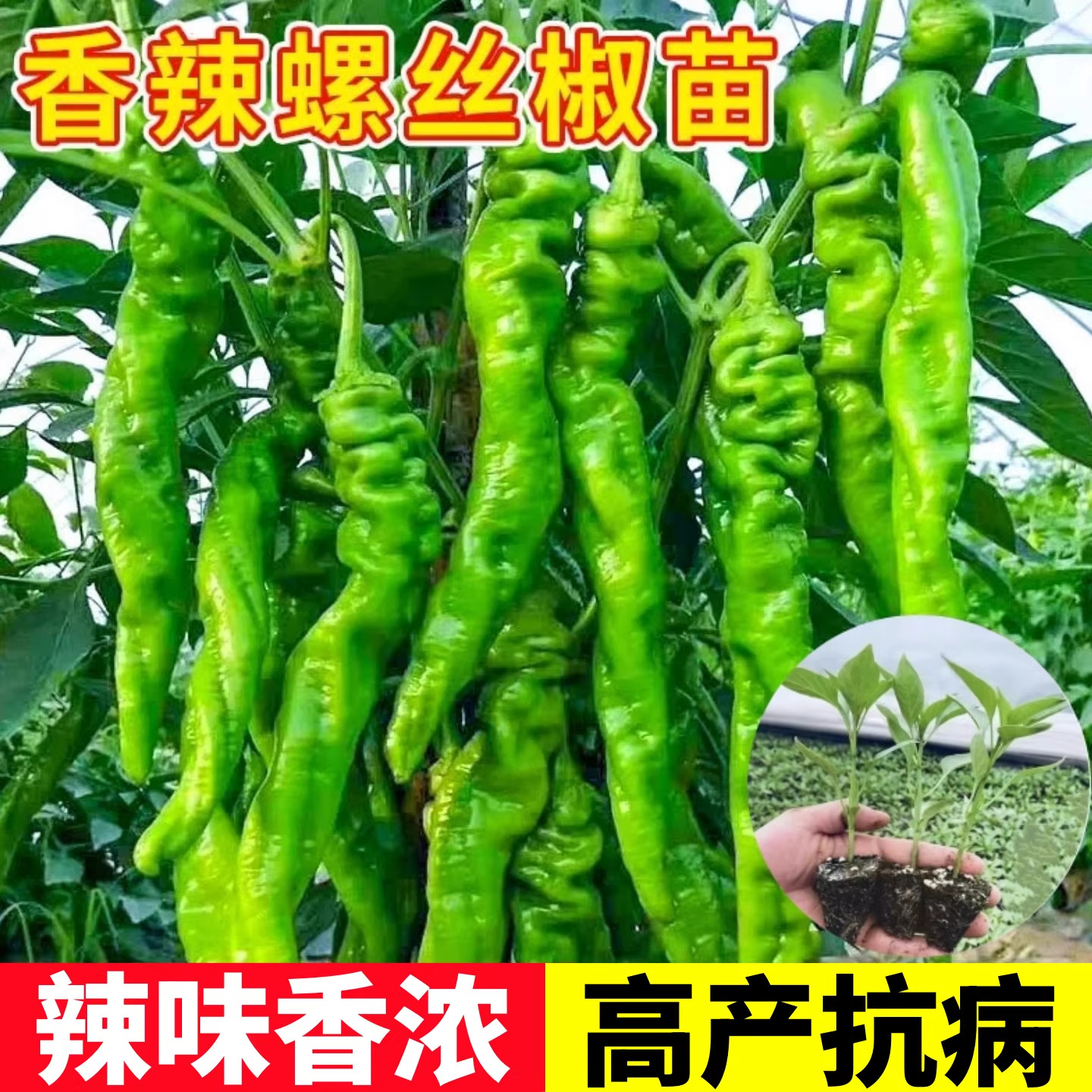 【四季可种】高产螺丝椒苗辣椒苗图片