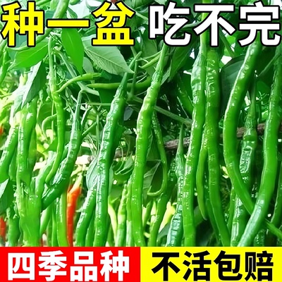 【抗病高产】香辣特长线椒种子