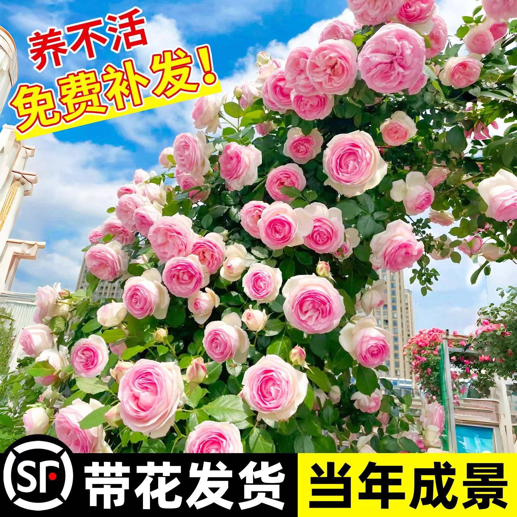蔷薇花苗藤本月季特大花耐寒庭院爬藤植物四季开花卉阳台盆栽玫瑰,鲜花速递/花卉仿真/绿植园艺,种苗/半成品盆栽,淘宝优惠券,粉丝福利购,淘宝优惠卷