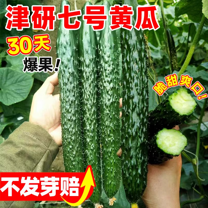 津研七号黄瓜种子新品种密刺高产早熟春夏秋四季播种原装蔬菜种籽