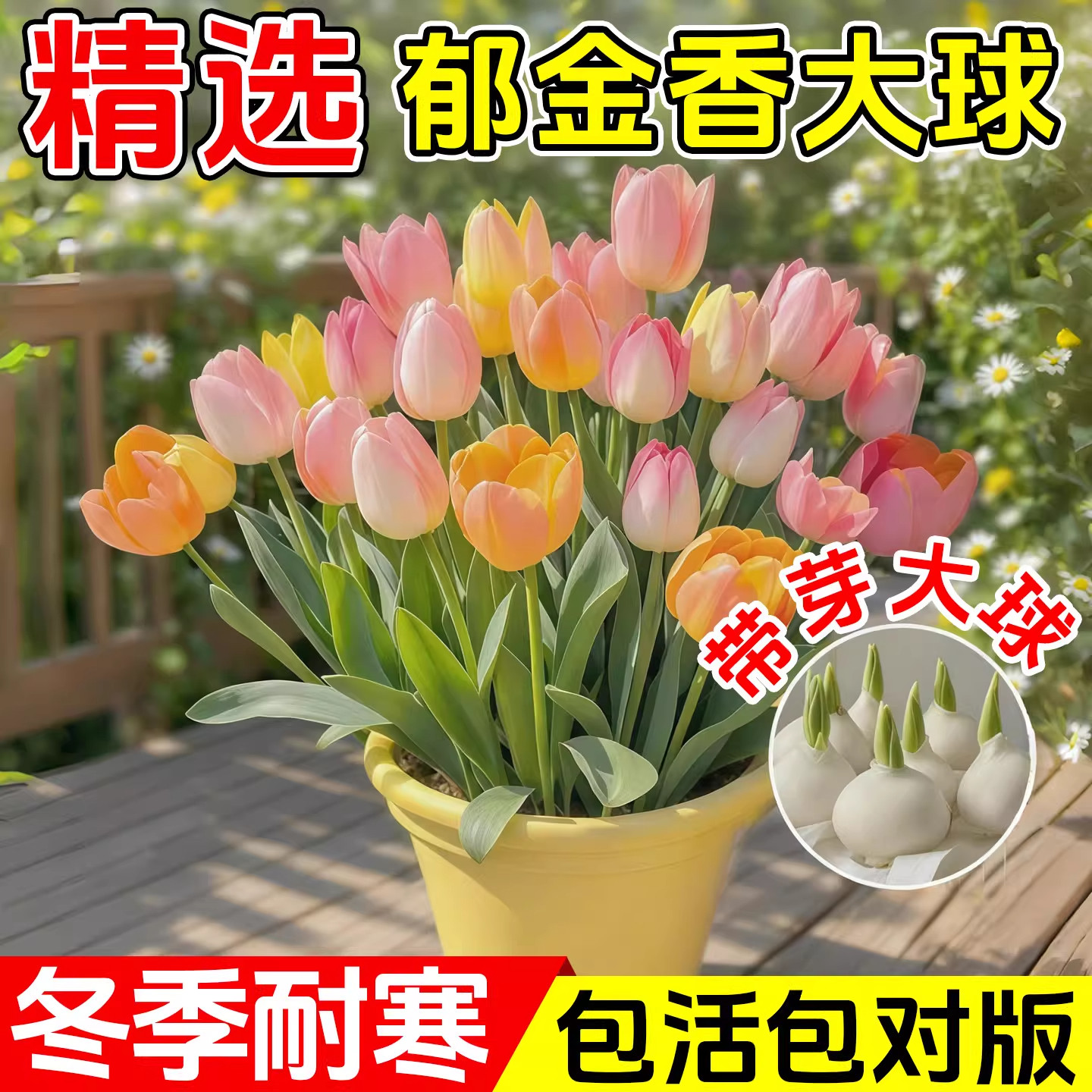 郁金香种球水培植物5度球室内阳台土培盆栽地栽种子好养水仙花卉,鲜花速递/花卉仿真/绿植园艺,种球/裸根,淘宝优惠券,粉丝福利购,淘宝优惠卷