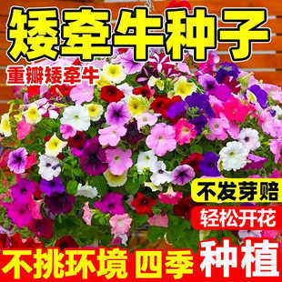 矮牵牛花种子庭院垂吊盆栽花籽爬藤植物四季播种室外易活开花种子