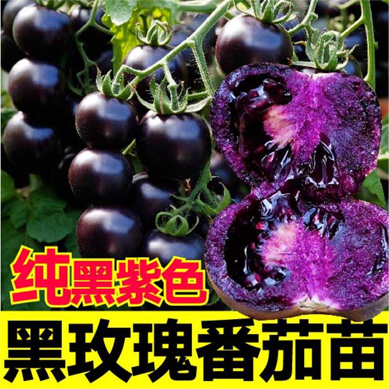 寿光超甜黑玫瑰番茄秧苗纯黑紫色圣女果西红柿种子带土球阳台四季
