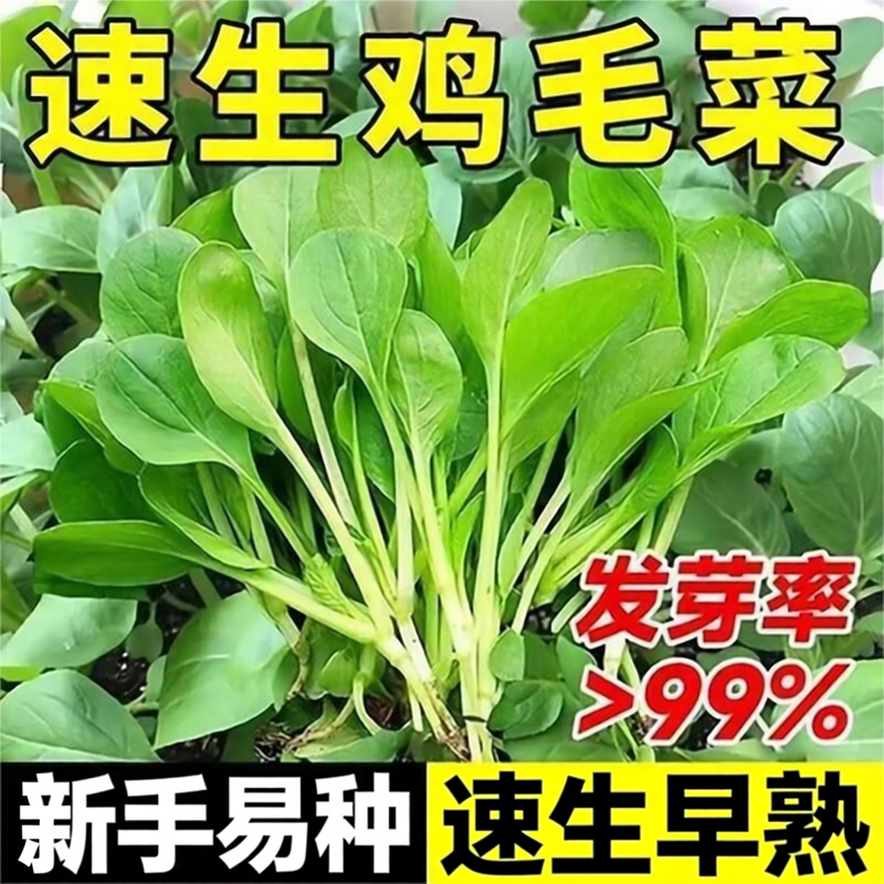 鸡毛菜种子新品种四季播种抗热耐寒蔬菜种子小白菜籽有机小青菜籽