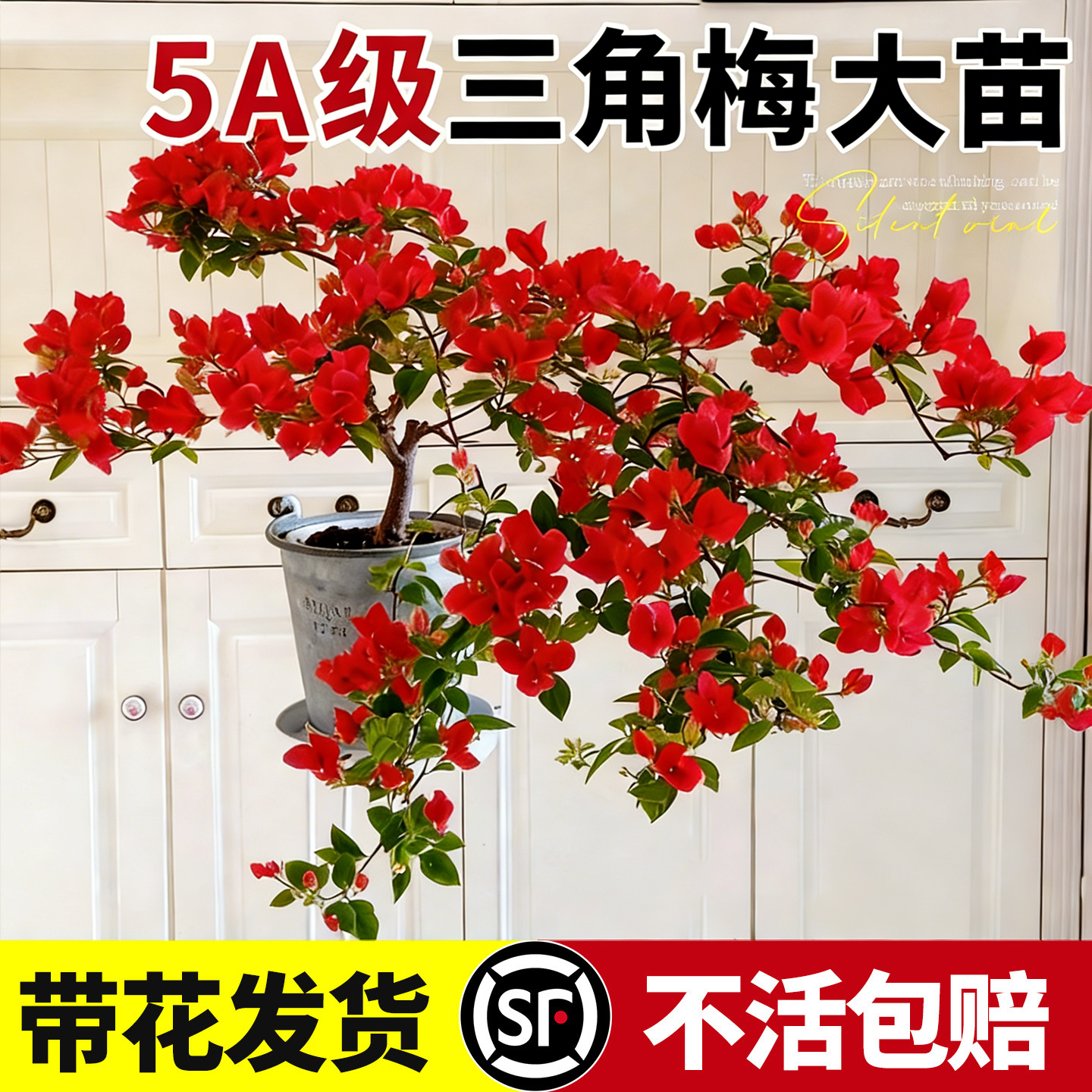 三角梅带花盆栽绿樱重瓣漳红樱老桩绿植耐寒开花室内阳台爬藤植物,鲜花速递/花卉仿真/绿植园艺,种苗/半成品盆栽,淘宝优惠券,粉丝福利购,淘宝优惠卷