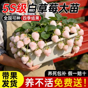 奶油白草莓苗秧苗四季结果大号室内阳台盆栽室外庭院水果草莓种子